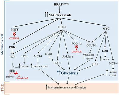 Metabolic Plasticity of Melanoma Cells and Their Crosstalk With Tumor Microenvironment